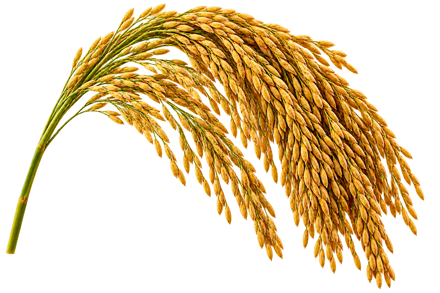 Golden Jai Bharath paddy panicle